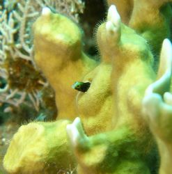 Blenny, Roatan
Victor do you have on of these? by John Brethauer 
